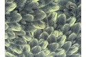 Imprimé plume de Paon vert